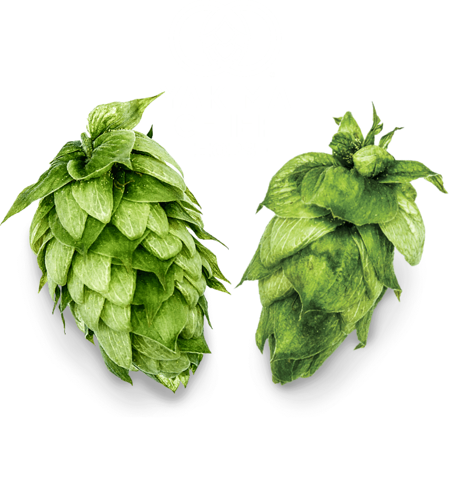 Yakima Chief Hops